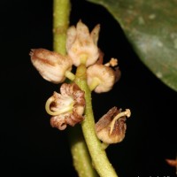 Sterculia zeylanica Kosterm.